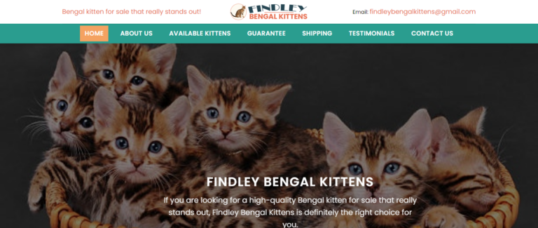 Findleybengalkittens Review: What You Need to Know Before You Shop