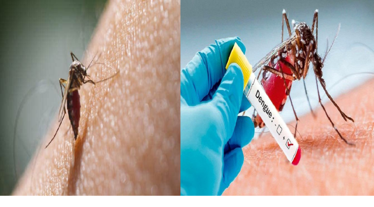 dengue Review: Is it Worth Your Money? Find Out